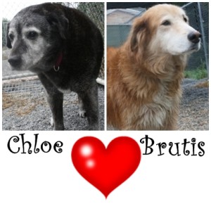 brutis and chloe for facebook